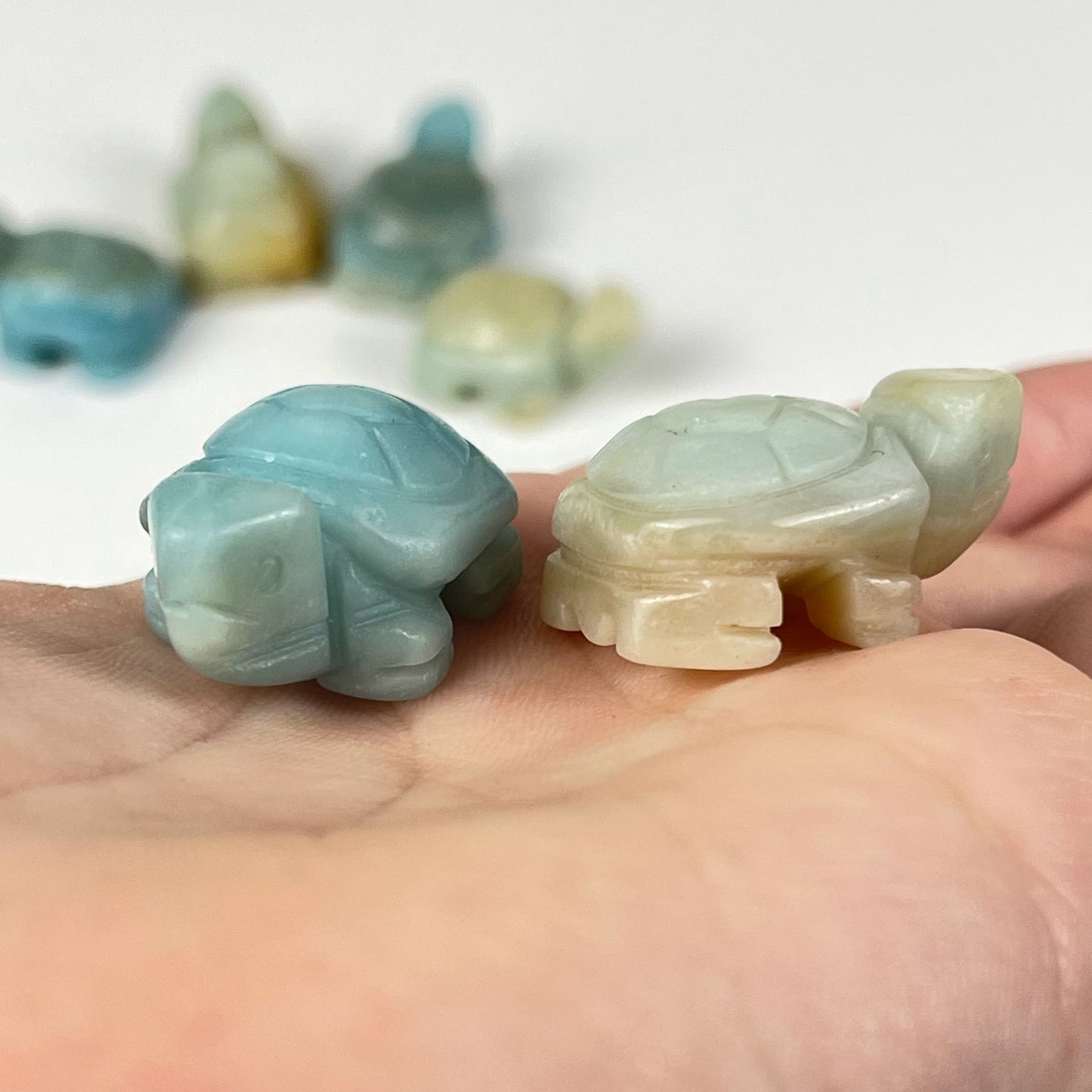Caribbean Calcite Turtle